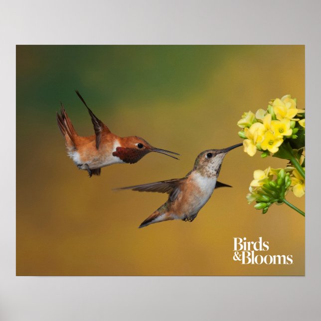 Floating Rufous Hummingbird Poster (Front)
