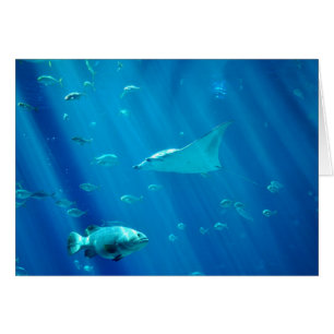 Floating Sting Ray
