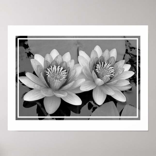 Floating Waterlily Lotus Poster (Front)