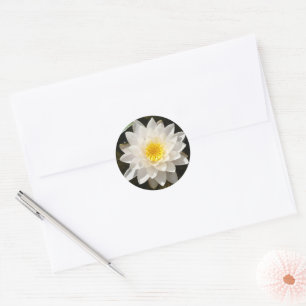 Floating White Waterlily Lotus Classic Round Sticker