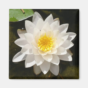 Floating White Waterlily Lotus Magnet