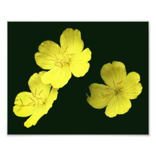 Floating Yellow Wild Geranium Flowers 8x10 Photo Print