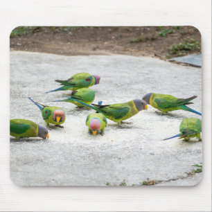 flock of birds, parakeets flock, birds mouse pad
