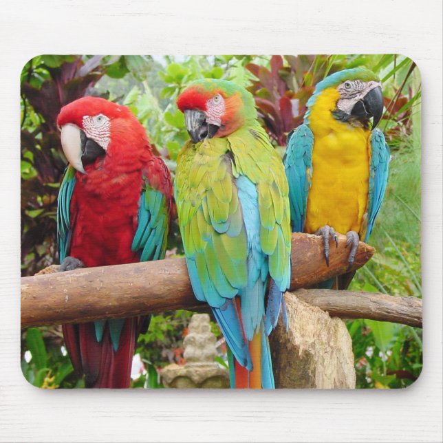 Flock of Colourful Macaw Parrots Mouse Pad (Front)