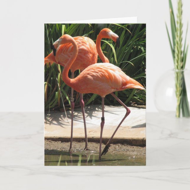 Flock of Flamingos Greeting Card (Front)