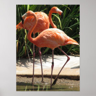 Flock of Flamingos Poster
