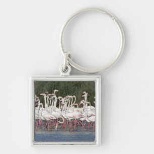 Flock of flamingos wading , France Key Ring