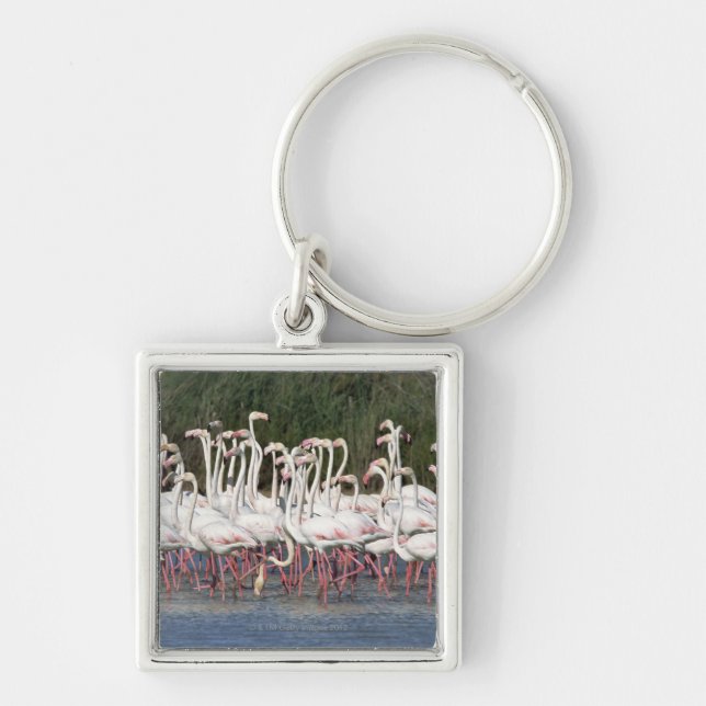 Flock of flamingos wading , France Key Ring (Front)