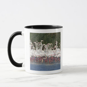 Flock of flamingos wading , France Mug