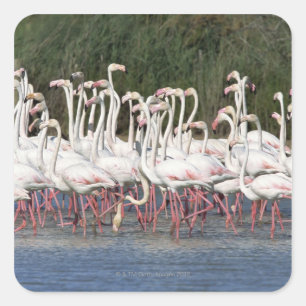 Flock of flamingos wading , France Square Sticker