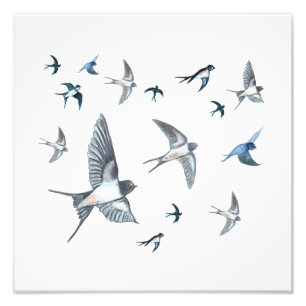 Flock Of Flying Swallow Birds Illustration Photo Print