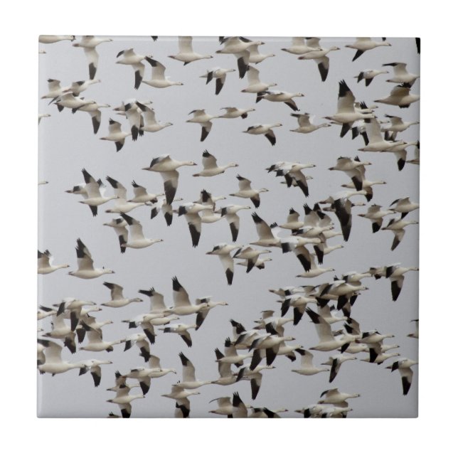 Flock of Geese in Flight Ceramic Tile (Front)