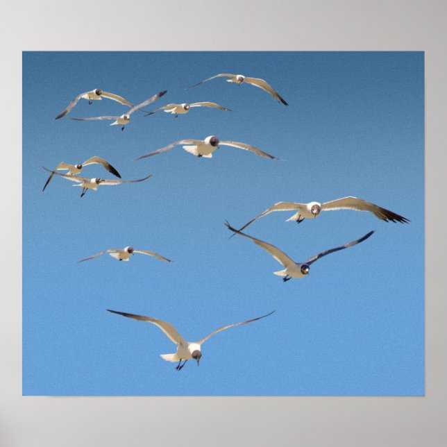 Flock of gulls poster (Front)