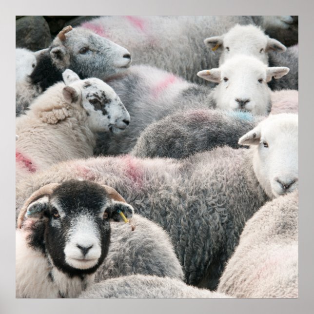 Flock Of Herdwicks Poster (Front)