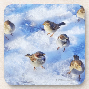 Flock of House Sparrows 'Passer domesticus' on Coaster