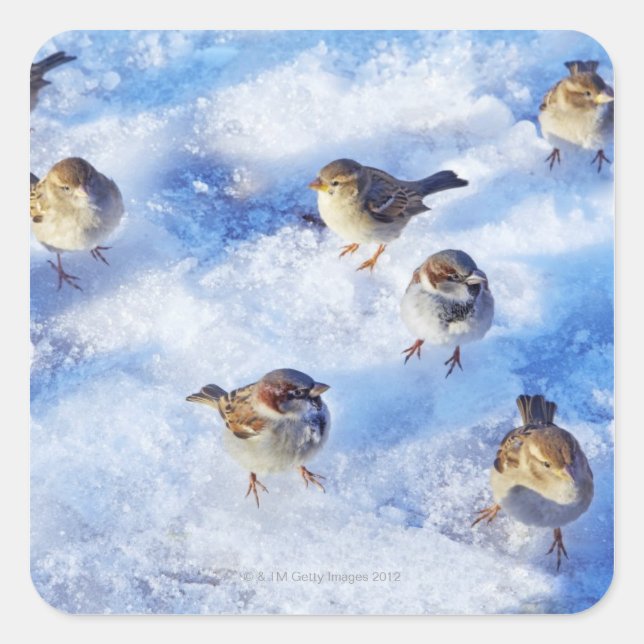Flock of House Sparrows 'Passer domesticus' on Square Sticker (Front)