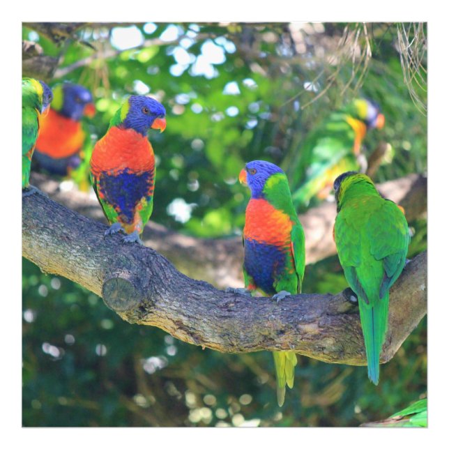 Flock of Rainbow lorikeets on a branch of a Tree Photo Print (Front)