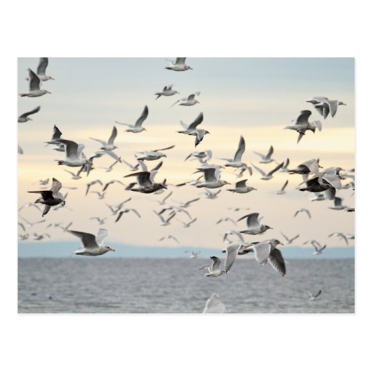 Flock of Seagulls Photo Postcard
