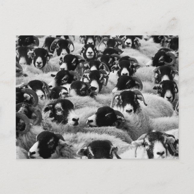 Flock of Sheep Black and White Postcard (Front)