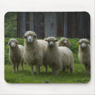 Flock of Sheep | Farmland Mouse Pad