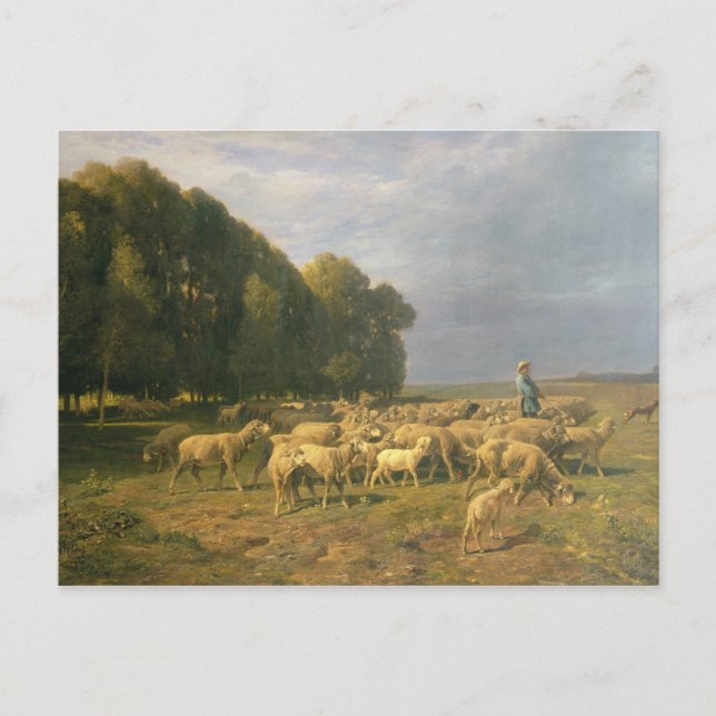 Flock of Sheep in a Landscape Postcard (Front)