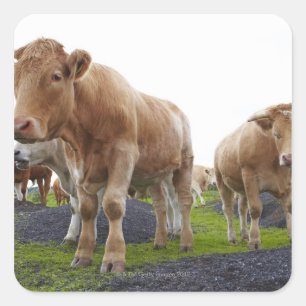 Flock of young white cows in Scottish field Square Sticker