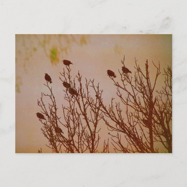 Flock Together Postcard (Front)