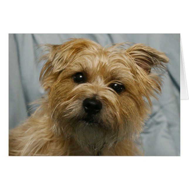 floppy eared terrier card (Front Horizontal)