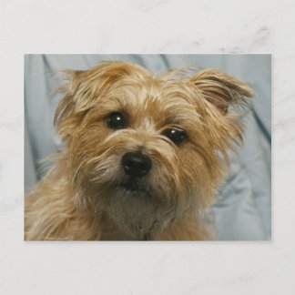 floppy eared terrier postcard