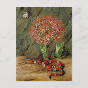 Flor Imperiale, Coral Snake and Spider, Brazil Postcard