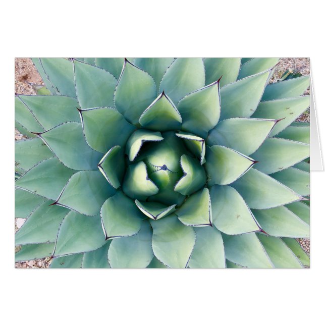 Flora at City of Rocks in Deming, NM (Front Horizontal)
