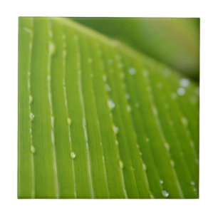 Flora Dominica 2 Tile