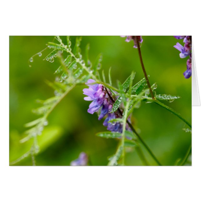 Flora on Grand Manan (Front Horizontal)