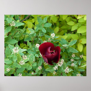 floraison de printemps poster