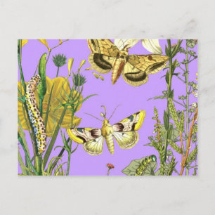 Floral Botanical Butterfly Illustration Postcard
