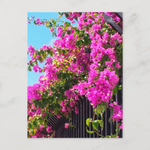 Floral Bougainvillea Cascade Postcard