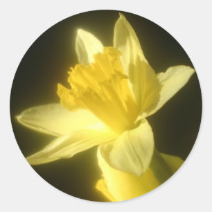 Floral Daffodil Flower Black Wedding Party Classic Round Sticker