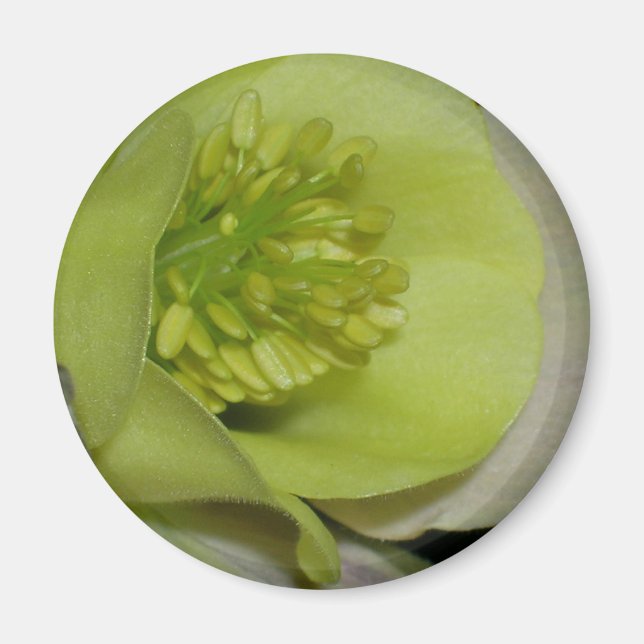 Floral detail magnet (Front)