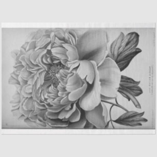 Floral Ephemera Decoupage Black White Peony Left Tissue Paper