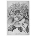 Floral Ephemera Decoupage Black White Peony