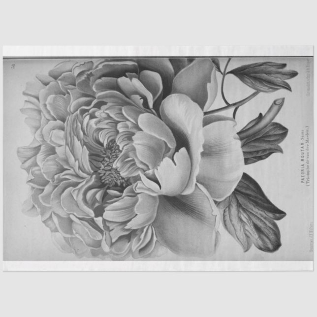 Floral Ephemera Decoupage Black White Peony Tissue Paper (Front)
