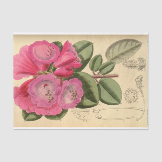 Floral Ephemera Decoupage Pink Tissue Paper (Front)