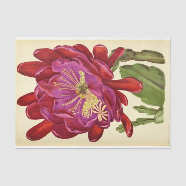 Floral Ephemera Decoupage Pink Tissue Paper (Front)