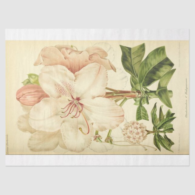 Floral Ephemera Decoupage Pink White Rhododendron Tissue Paper (Front)