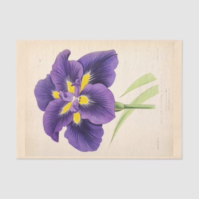 Floral Ephemera Decoupage Purple French Flowers Tissue Paper (Front)