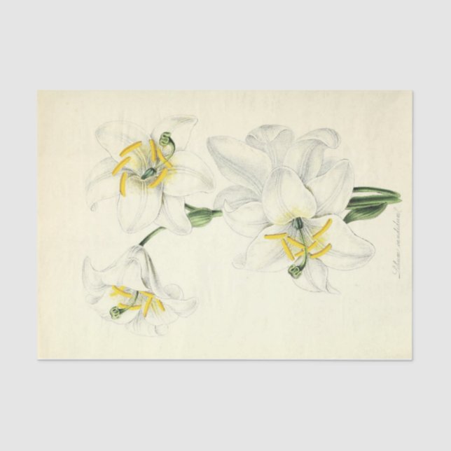 Floral Ephemera Decoupage White Lily Tissue Paper (Front)