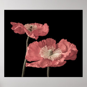 Floral fine art still life pastel colour macro of  poster