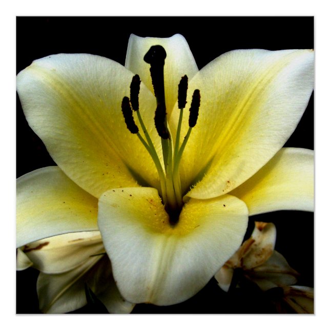 Floral Flowers 20" x 20" Poster Paper (Semi-Gloss) (Front)