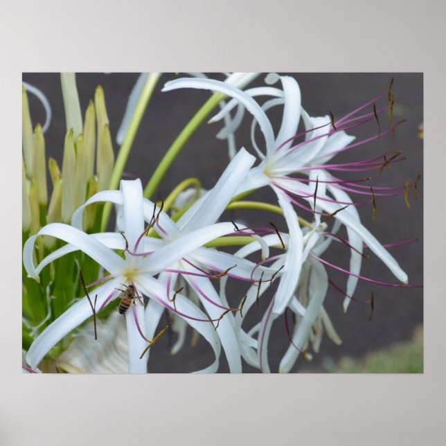 Floral Fragrance Canvas Print (Front)