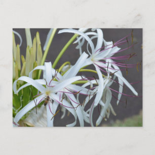 Floral Fragrance Postcard